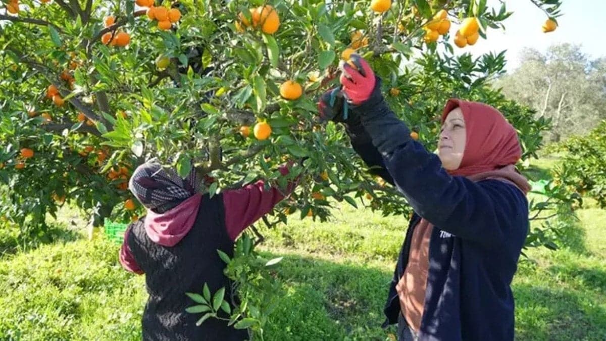 2 TL’lik mandalinanın 20 TL’lik rant yolculuğu
